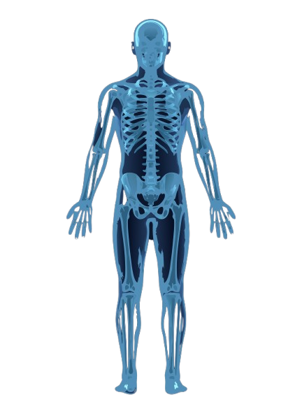 X-ray skeleton